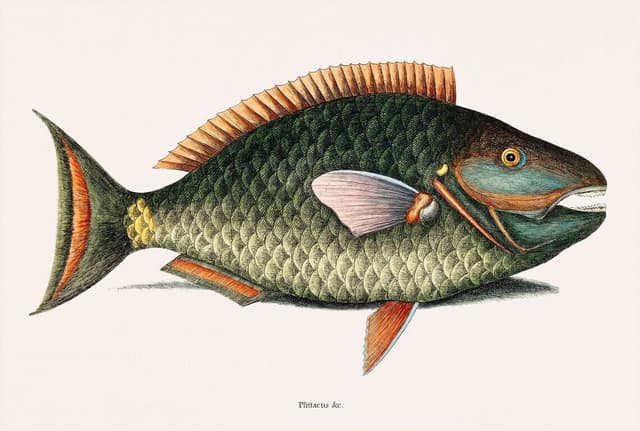 Mark Catesby – Parrot Fish (Psittacus Piscis Digital Down...