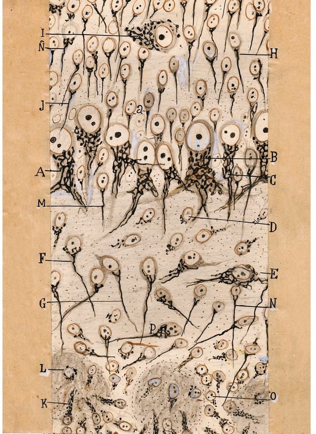 Santiago Ramón y Cajal – Dog Anatomy Digital Download