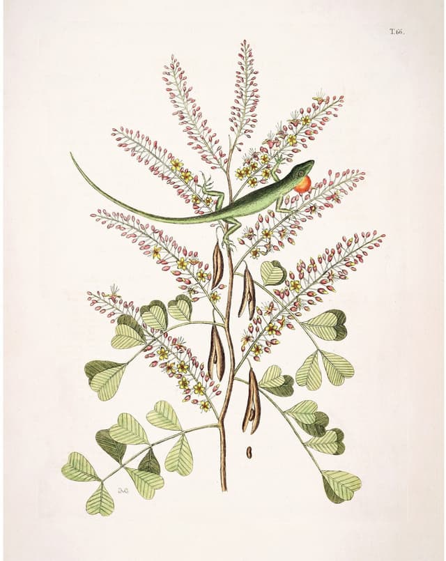 Mark Catesby – Lizard Digital Download