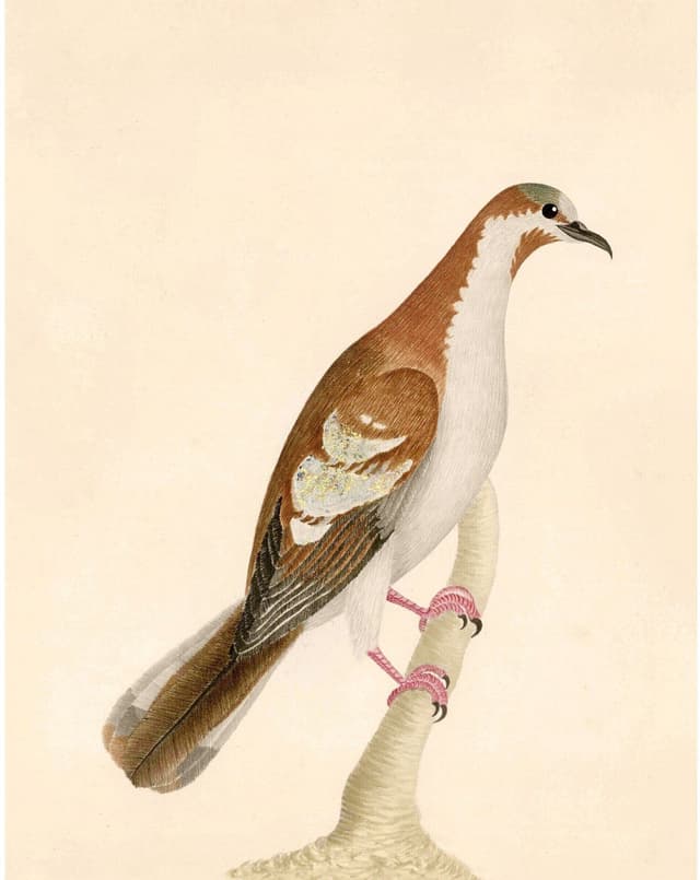 Bird Digital Download No. 2