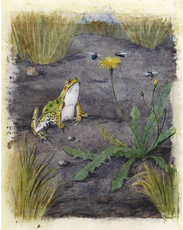 Julie de Graag – Swimming Frog Digital Download