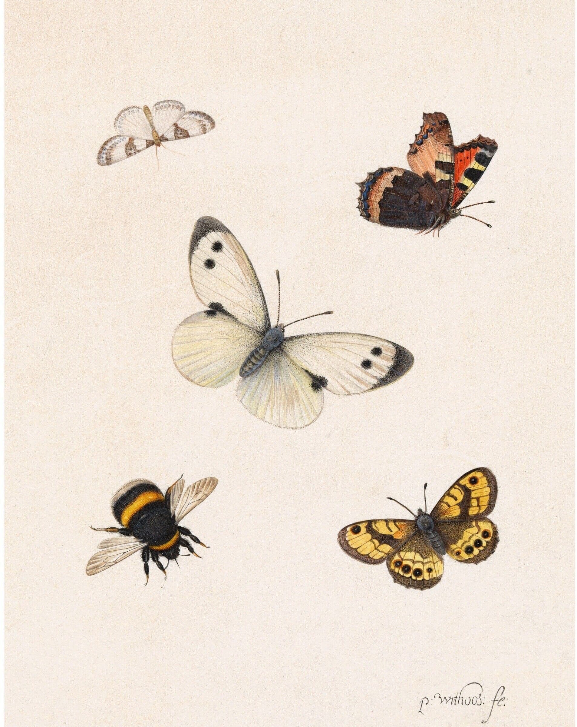 Pieter Withoos artwork