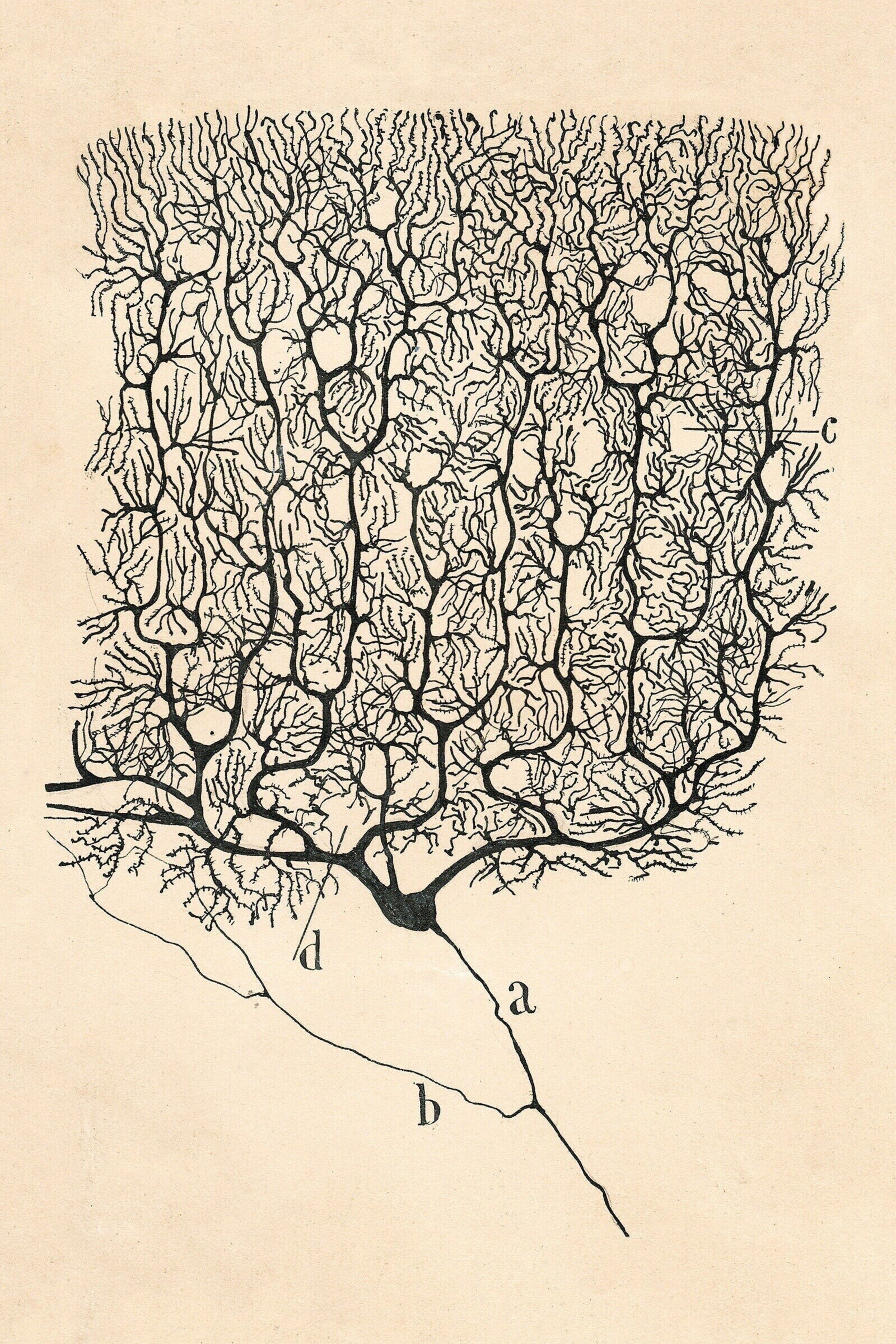 Santiago Ramón y Cajal artwork