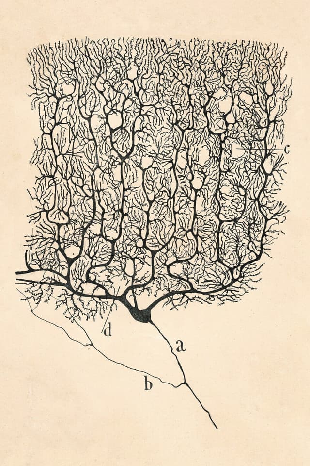 Vintage Neuron Drawing No. 1 - Santiago Ramón y Cajal Digital Download | Neuroscience Art Print | Instant Download Wall Art