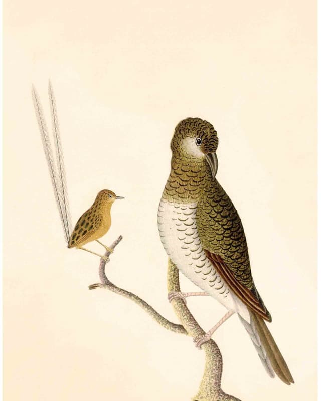 Bird Digital Download No. 3