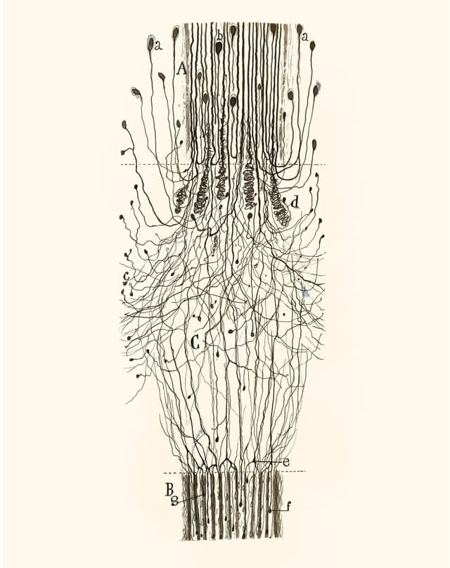 Santiago Ramón y Cajal – Nerve Cord Digital Download