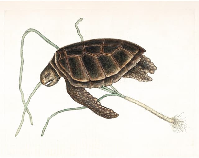 Mark Catesby – Turtle Digital Download No. 2