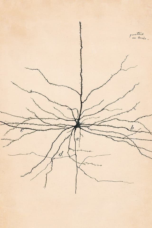 Vintage Neuron Drawing No. 2 - Santiago Ramón y Cajal Digital Download | Neuroscience Art Print | Instant Download Wall Art