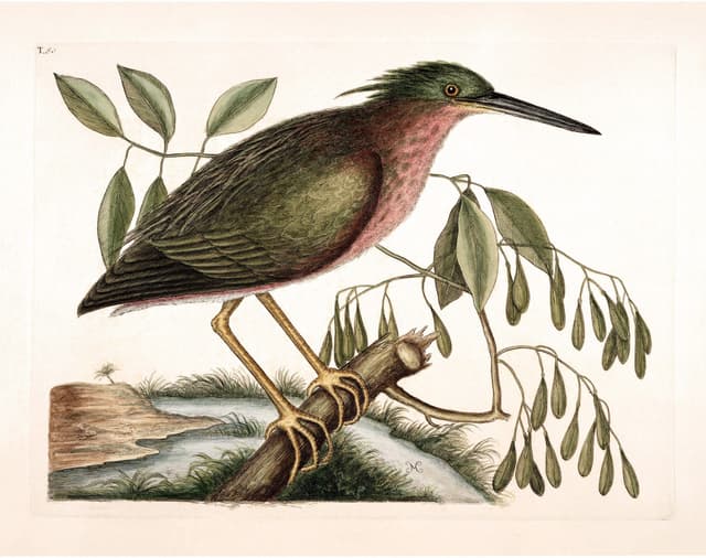 Mark Catesby – Bird Digital Download