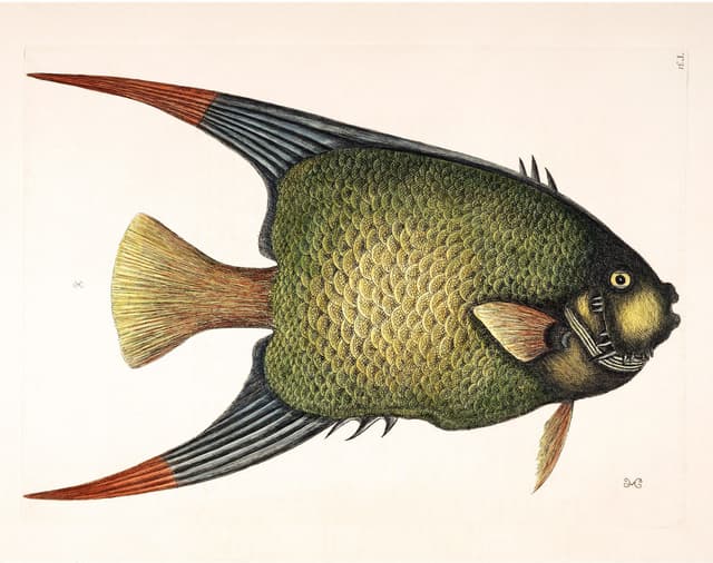Mark Catesby – Angel Fish Digital Download