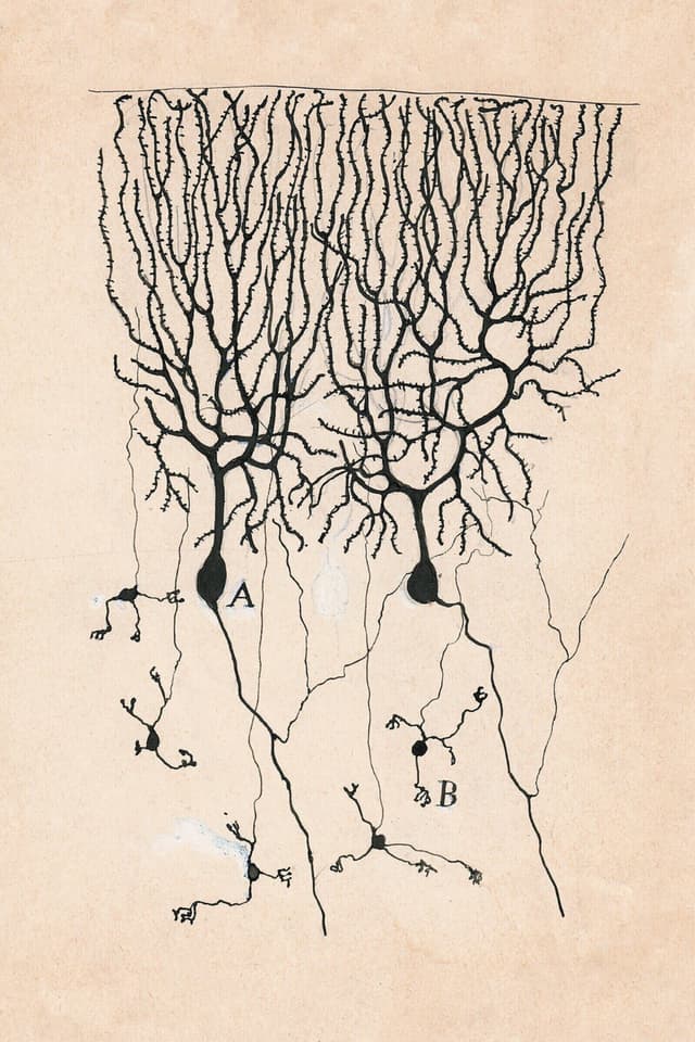 Vintage Neuron Drawing Art Print | Digital Download