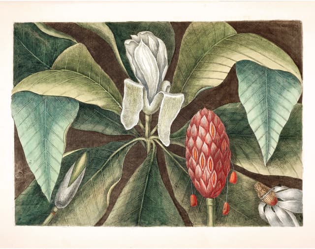 Mark Catesby – Magnolia Tree Digital Download