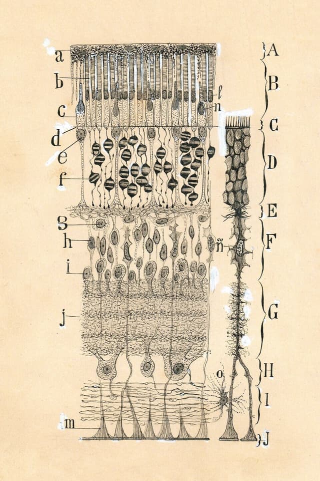 Vintage Cell Drawing Art Print | Digital Download