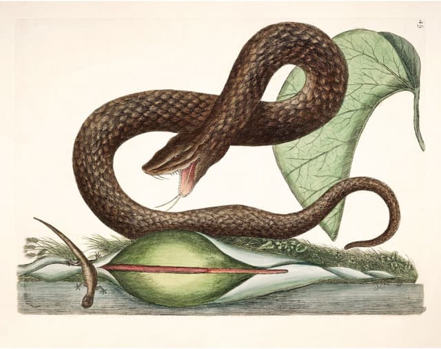 Mark Catesby – Viper Snake, Lizard Digital Download