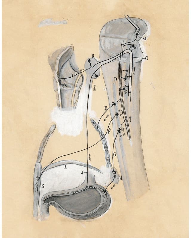 Santiago Ramón y Cajal – Anatomy Drawing Digital Download