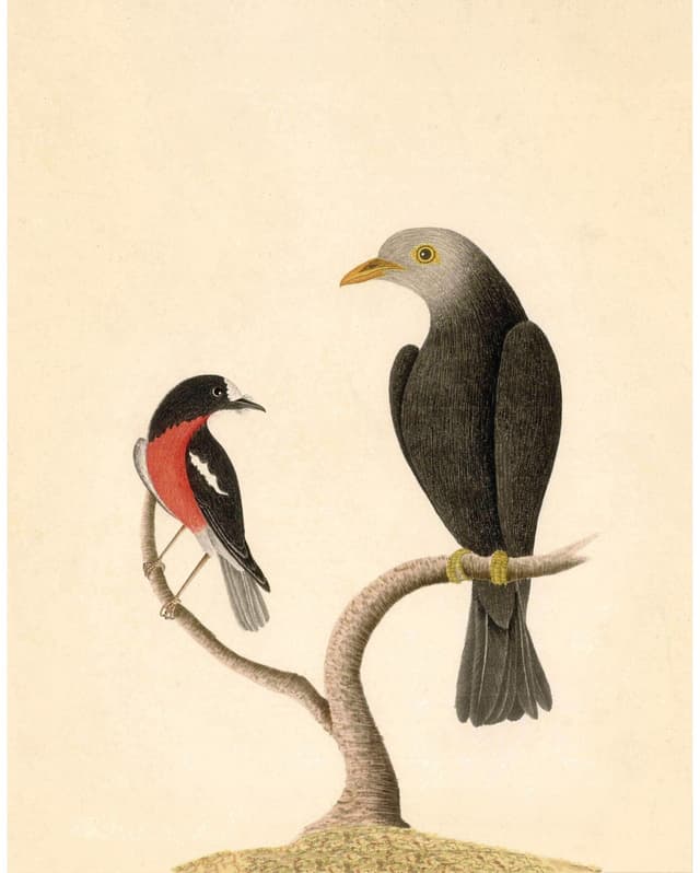 Robin Blackbird Digital Download