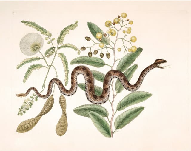 Mark Catesby – Viper Snake Acacia Digital Download