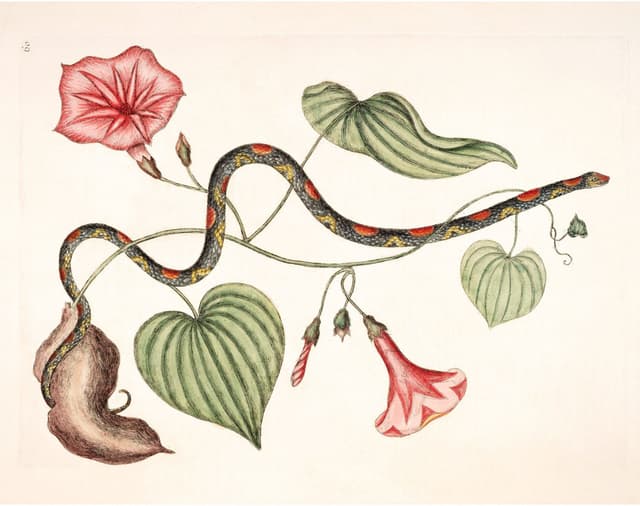 Mark Catesby – Bead Snake Virginian Digital Download
