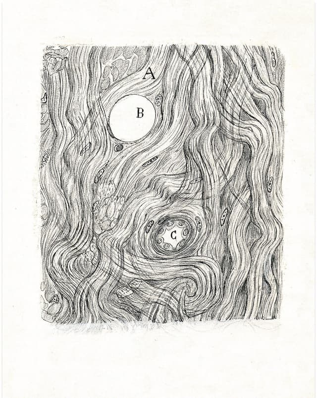 Santiago Ramón y Cajal – Neuron Drawing No. Digital Download