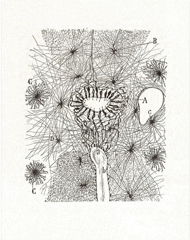 Santiago Ramón y Cajal – Cell Drawing No. Digital Download