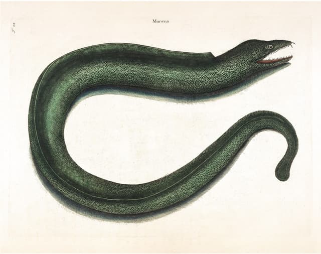 Mark Catesby – Eel Digital Download