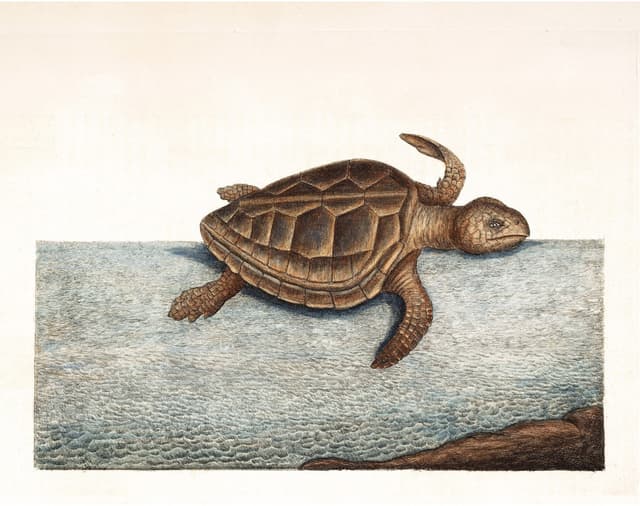 Mark Catesby – Turtle Digital Download