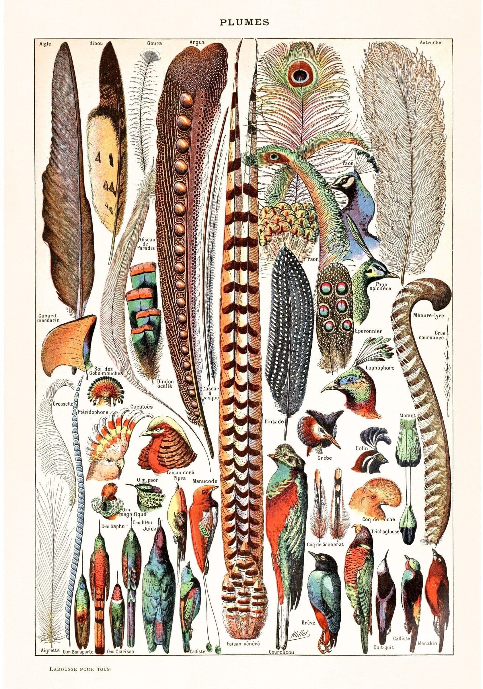 Adolphe Millot artwork